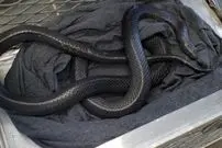 عکس؛ سرگردان بودن شاه‌مار در خیابان‌های شهر