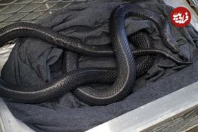 عکس؛ سرگردان بودن شاه‌مار در خیابان‌های شهر