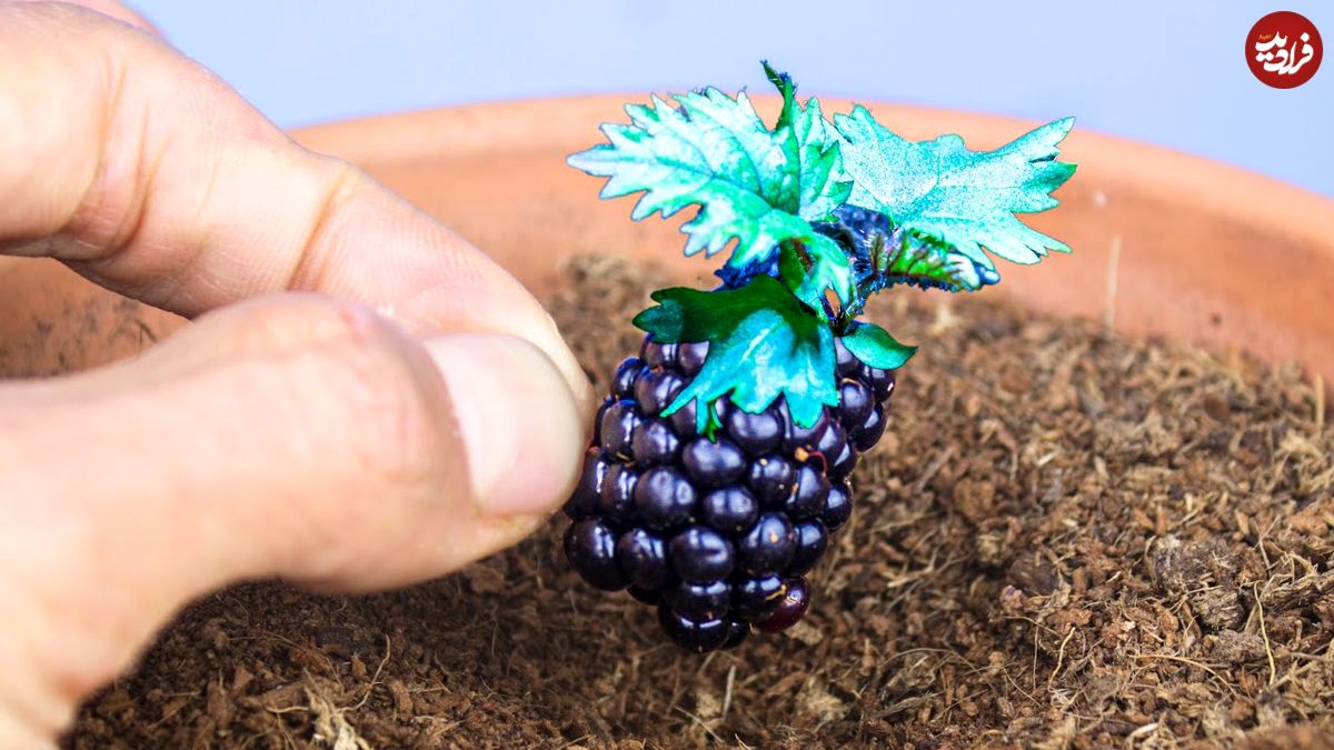(ویدئو) یک روش سریع و ساده برای پرورش شاه توت در خانه از طریق دانه آن