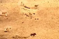 ببینید| فرار برق آسای گراز وحشی از دست 7 شیر گرسنه