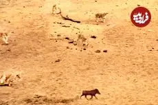 ببینید| فرار برق آسای گراز وحشی از دست 7 شیر گرسنه