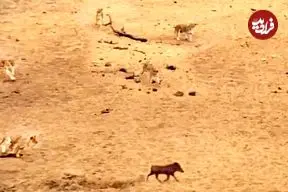 ببینید| فرار برق آسای گراز وحشی از دست 7 شیر گرسنه