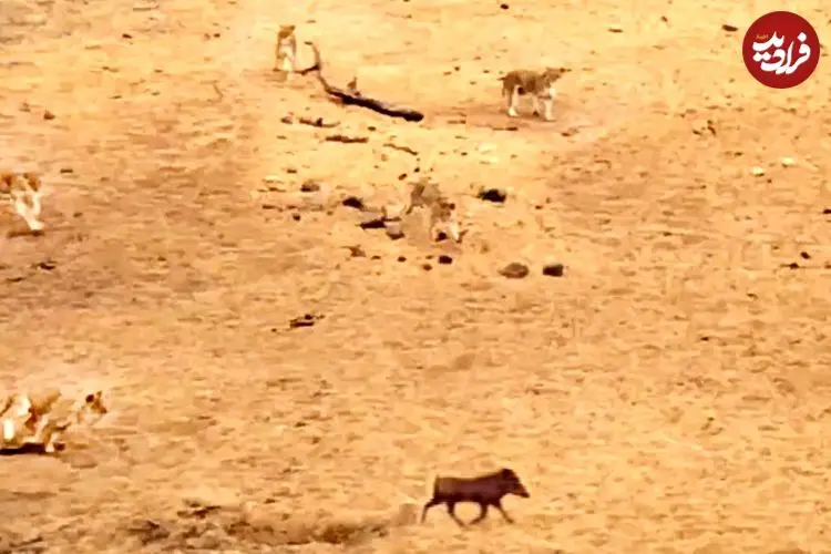 ببینید| فرار برق آسای گراز وحشی از دست 7 شیر گرسنه