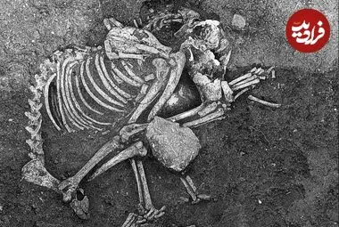 کشف شواهدی از «سگ‌خواری» در اروپای 2500 سال قبل