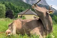 ببینید| مشاهده تاریخی: گاوها هم می‌توانند از ابزار استفاده کنند