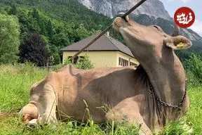 ببینید| مشاهده تاریخی: گاوها هم می‌توانند از ابزار استفاده کنند