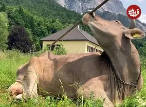 ببینید| مشاهده تاریخی: گاوها هم می‌توانند از ابزار استفاده کنند