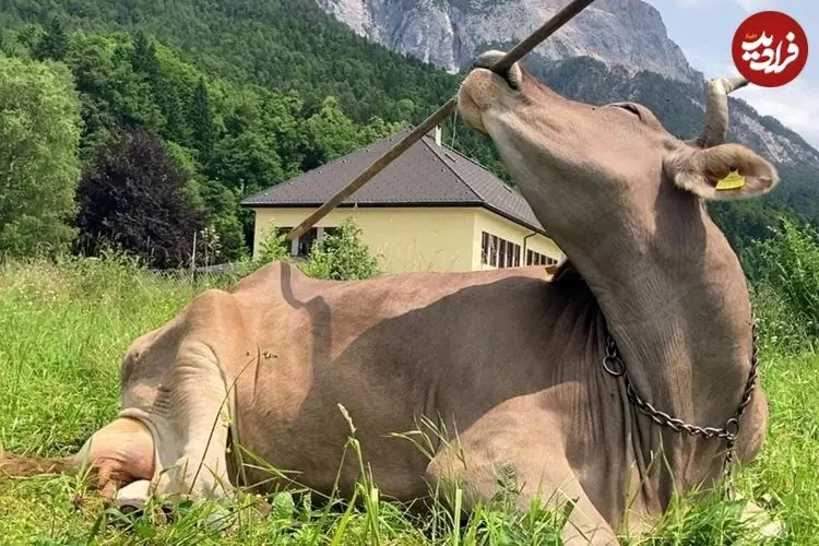 ببینید| مشاهده تاریخی: گاوها هم می‌توانند از ابزار استفاده کنند