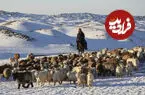 ببینید| رژه دیدنی هزاران گوسفند در جاده‌های برفی