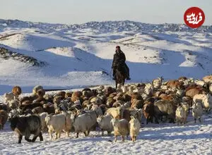 ببینید| رژه دیدنی هزاران گوسفند در جاده‌های برفی