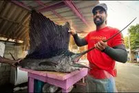 ببینید| صید ماهی مارلین غول پیکر و سفره ماهی و برش زدن آن ها در سریلانکا