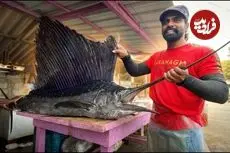 ببینید| صید ماهی مارلین غول پیکر و سفره ماهی و برش زدن آن ها در سریلانکا