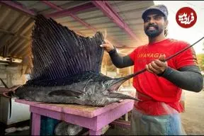 ببینید| صید ماهی مارلین غول پیکر و سفره ماهی و برش زدن آن ها در سریلانکا