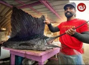 ببینید| صید ماهی مارلین غول پیکر و سفره ماهی و برش زدن آن ها در سریلانکا