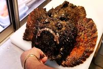 ببینید؛ غذای خیابانی در ژاپن؛ پخت غذا با سنگ ماهی غول پیکر در اوکیناوا