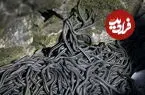 عکس| بزرگترین لانه مار روی زمین، ۱۰۰ هزار مار در یک غار کوچک