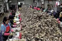 ببینید| مراحل شگفت‌انگیز پرورش و فرآوری صدف خوراکی در کره جنوبی