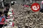 ببینید| مراحل شگفت‌انگیز پرورش و فرآوری صدف خوراکی در کره جنوبی