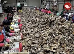 ببینید| مراحل شگفت‌انگیز پرورش و فرآوری صدف خوراکی در کره جنوبی