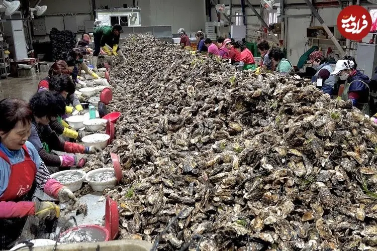 ببینید| مراحل شگفت‌انگیز پرورش و فرآوری صدف خوراکی در کره جنوبی