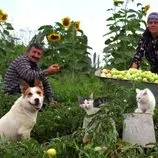 ببینید| غذای روستایی در آذربایجان؛ برداشت گوجه کال از مزرعه و تهیه ترشی با آن