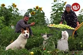 ببینید| غذای روستایی در آذربایجان؛ برداشت گوجه کال از مزرعه و تهیه ترشی با آن