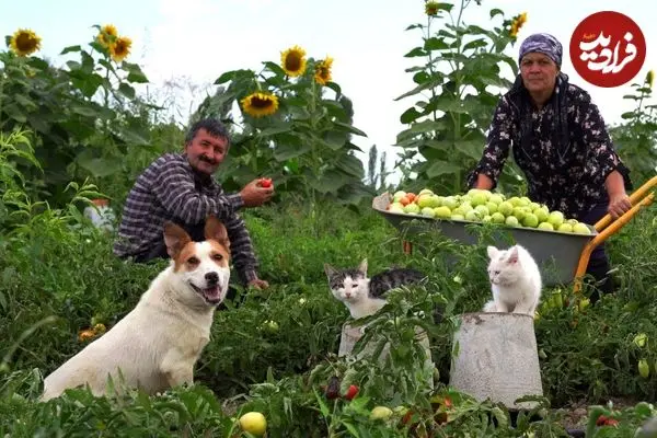 ببینید| غذای روستایی در آذربایجان؛ برداشت گوجه کال از مزرعه و تهیه ترشی با آن