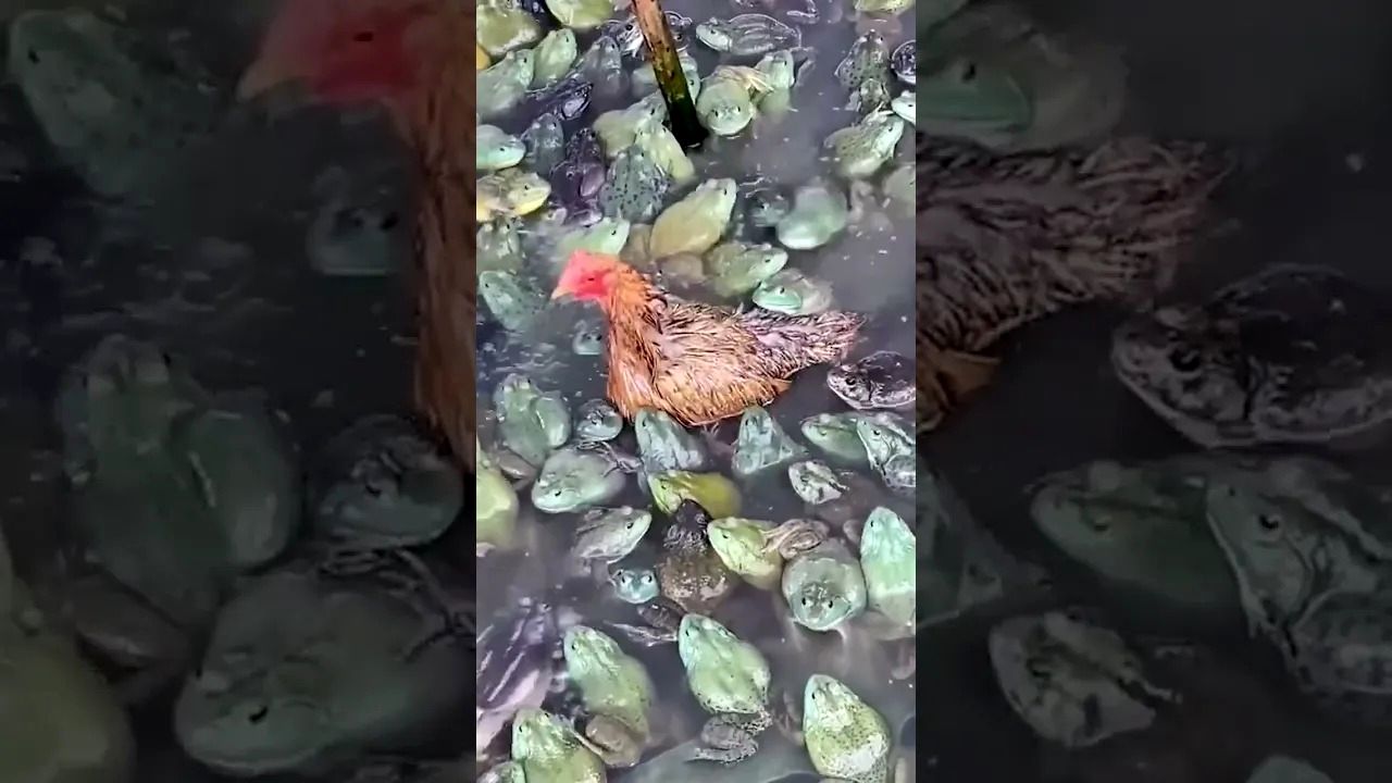 (ویدئو) تلاش باورنکردنی گله قورباغه ها برای خوردن یک مرغ زنده!