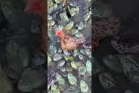 (ویدئو) تلاش باورنکردنی گله قورباغه ها برای خوردن یک مرغ زنده!