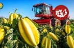 ببینید؛ مراحل کاشت، برداشت و فرآوری میوه ستاره ای(کارامبولا ) در فیلیپین