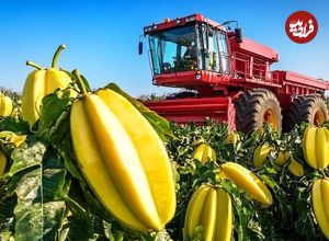 ببینید؛ مراحل کاشت، برداشت و فرآوری میوه ستاره ای(کارامبولا ) در فیلیپین