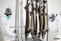 (ویدئو) فرآیند پرورش، برداشت و بسته بندی خاویار گران قیمت بلوگا