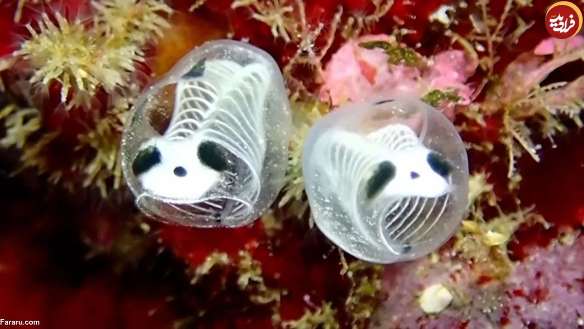 (ویدئو) «اسکلت پاندای دریایی»، ماهی عجیب با پوست شیشه‌ای