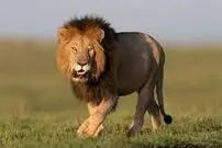 (ویدیو) تصاویر واکنش جالب یک شیر به تلاش یک کودک برای بازی و بغل کردنش!