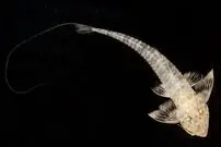 (عکس) پرسه زدن موجودی عجیب در آب‌های آمازون!
