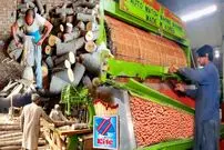 (ویدئو) پاکستانی ها چگونه میلیاردها کبریت را در طول روز تولید می کنند؟