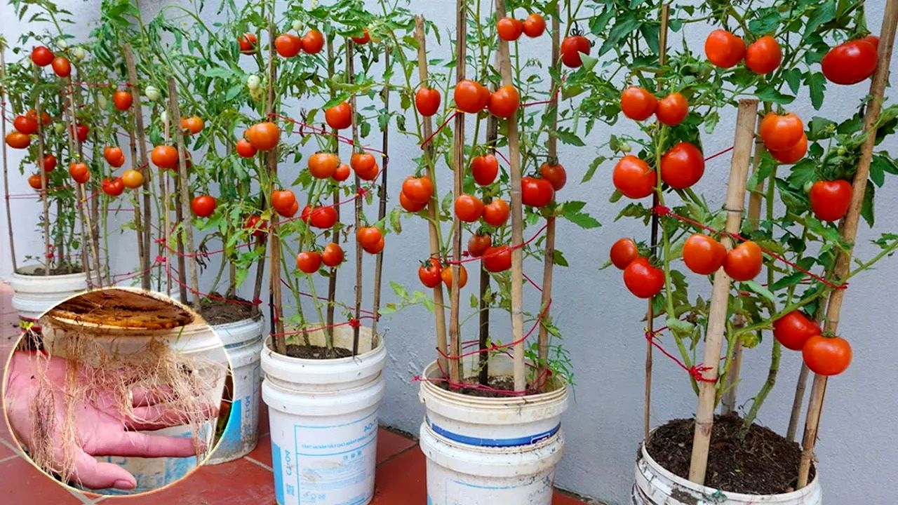 (ویدئو) چگونه گوجه فرنگی را در سطل های رنگ قدیمی در خانه کشت و برداشت کنیم؟