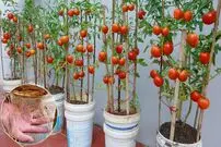 (ویدئو) چگونه گوجه فرنگی را در سطل های رنگ قدیمی در خانه کشت و برداشت کنیم؟