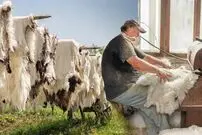 (ویدئو) فرآیند سنتی فرآوری پوست صدها گوسفند توسط یک روستایی رومانیایی
