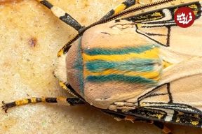 تصاویر| ببر پرنده در جنگل‌های ابری اکوادور