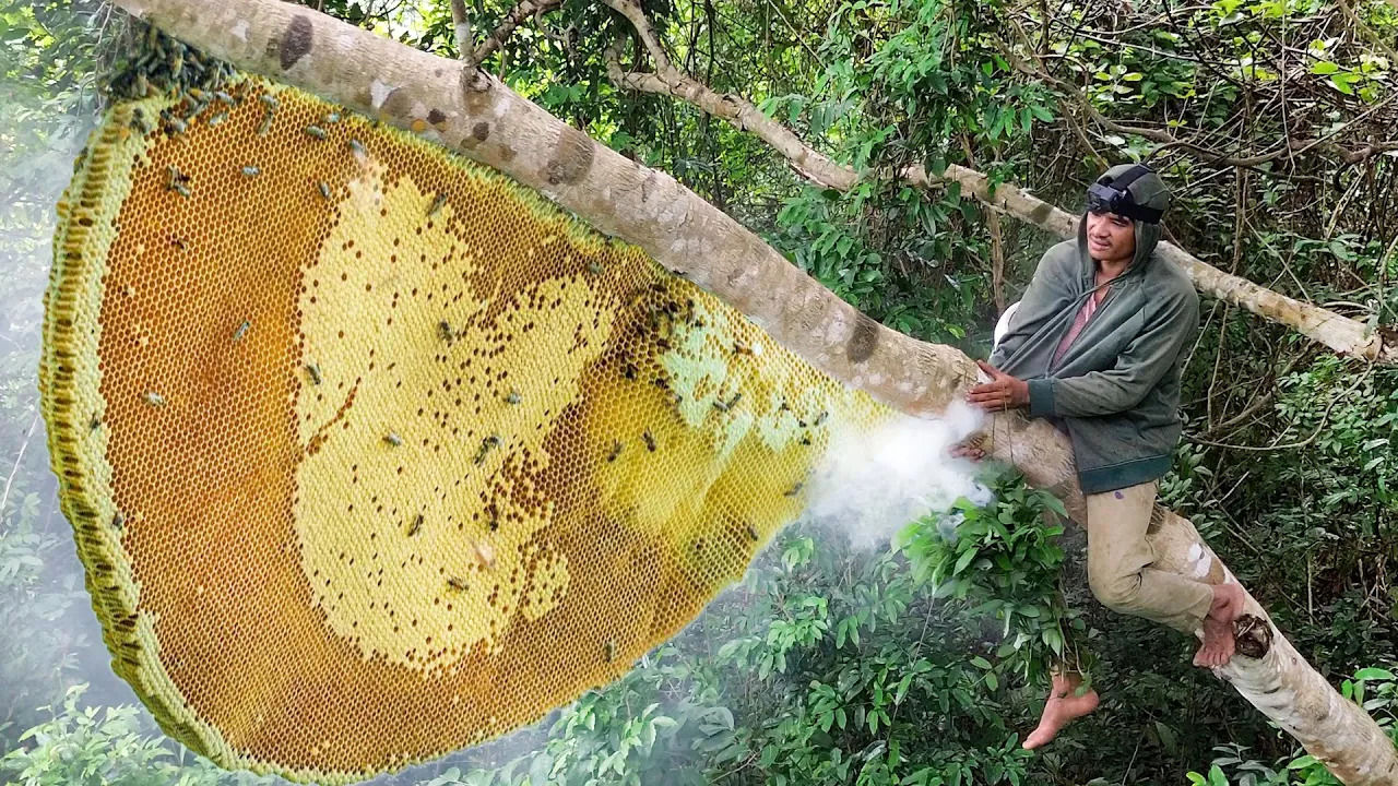 (ویدئو) برداشت عسل وحشی در جنگل های سنگاپور توسط یک شکارچی مشهور