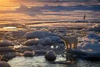 عکس| سازگاری غیرمنتظره در سوالبارد؛ خرس‌های قطبی با وجود کاهش یخ‌های دریا چاق‌تر شده‌اند