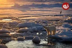 عکس| سازگاری غیرمنتظره در سوالبارد؛ خرس‌های قطبی با وجود کاهش یخ‌های دریا چاق‌تر شده‌اند