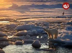 عکس| سازگاری غیرمنتظره در سوالبارد؛ خرس‌های قطبی با وجود کاهش یخ‌های دریا چاق‌تر شده‌اند