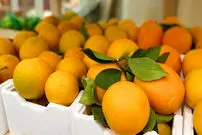 ببینید؛ روسیه خرید پرتقال‌های سمی ایران را متوقف کرد!