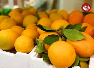 ببینید؛ روسیه خرید پرتقال‌های سمی ایران را متوقف کرد!