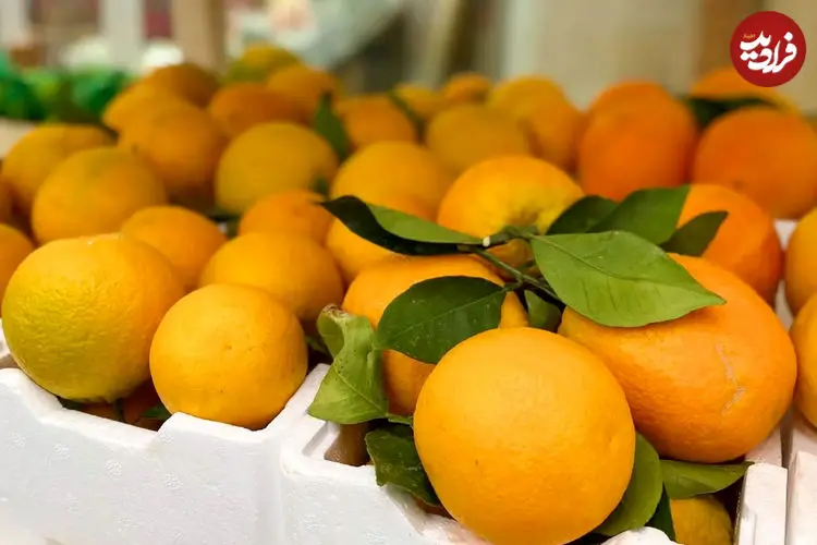 ببینید؛ روسیه خرید پرتقال‌های سمی ایران را متوقف کرد!