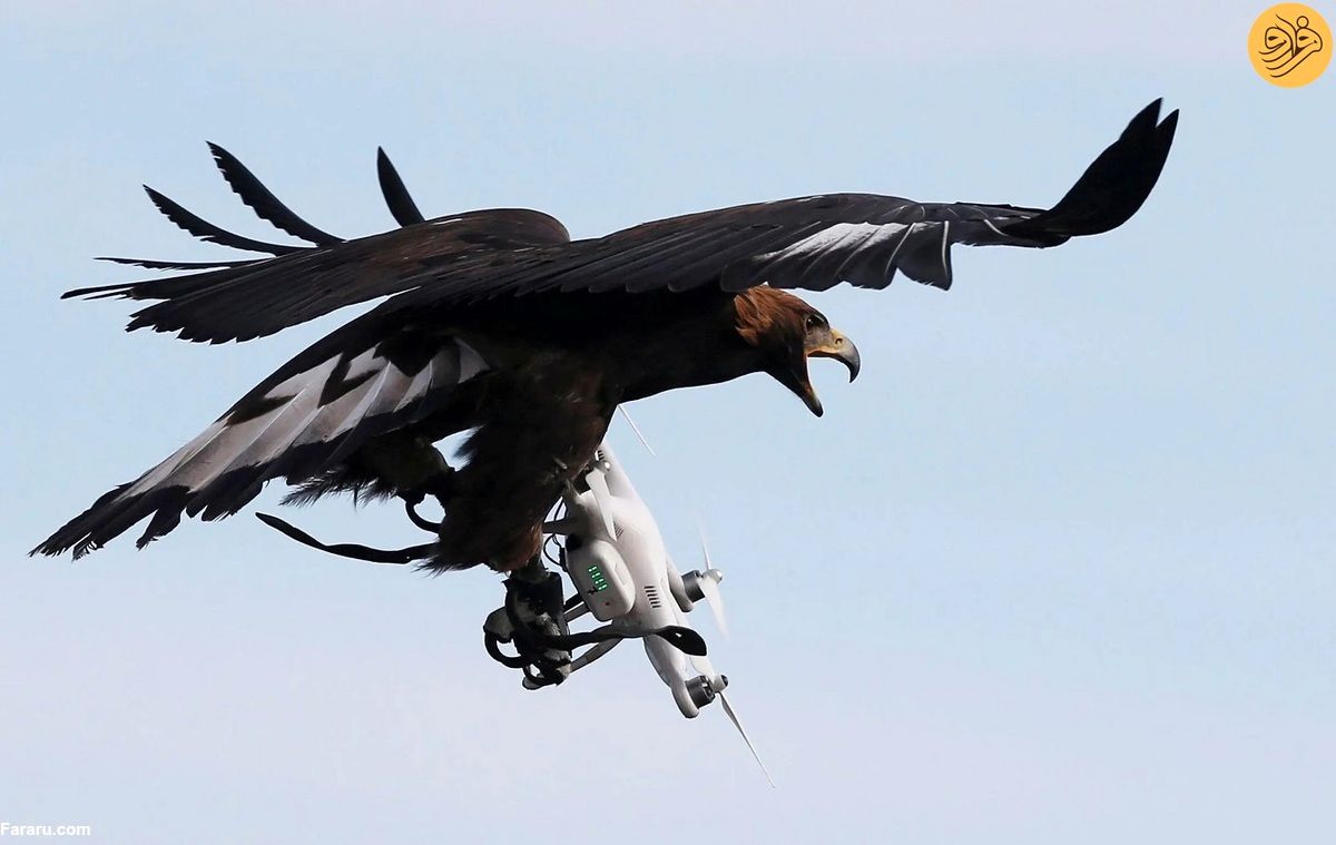 (ویدئو) لحظه دزدیدن پهپاد در حال پرواز توسط عقاب