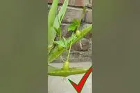 (ویدئو) یک روش منحصر به فرد برای کاشت انگور در خانه؛ پرورش حبه انگور در دل آلوئه ورا!