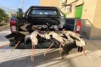 کشف ۹ قطعه لک‌لک شکارشده در تالاب شادگان